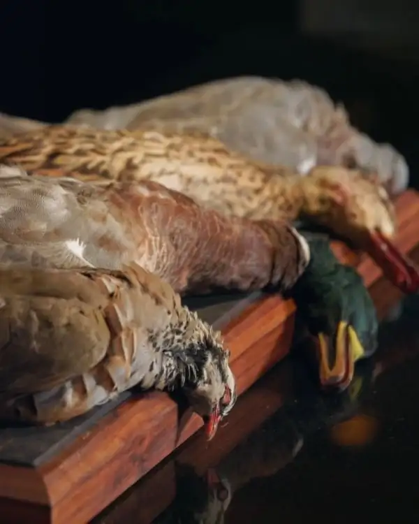 #1 Intro to Game Birds