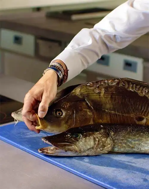 #1 Freshwater Fish 101