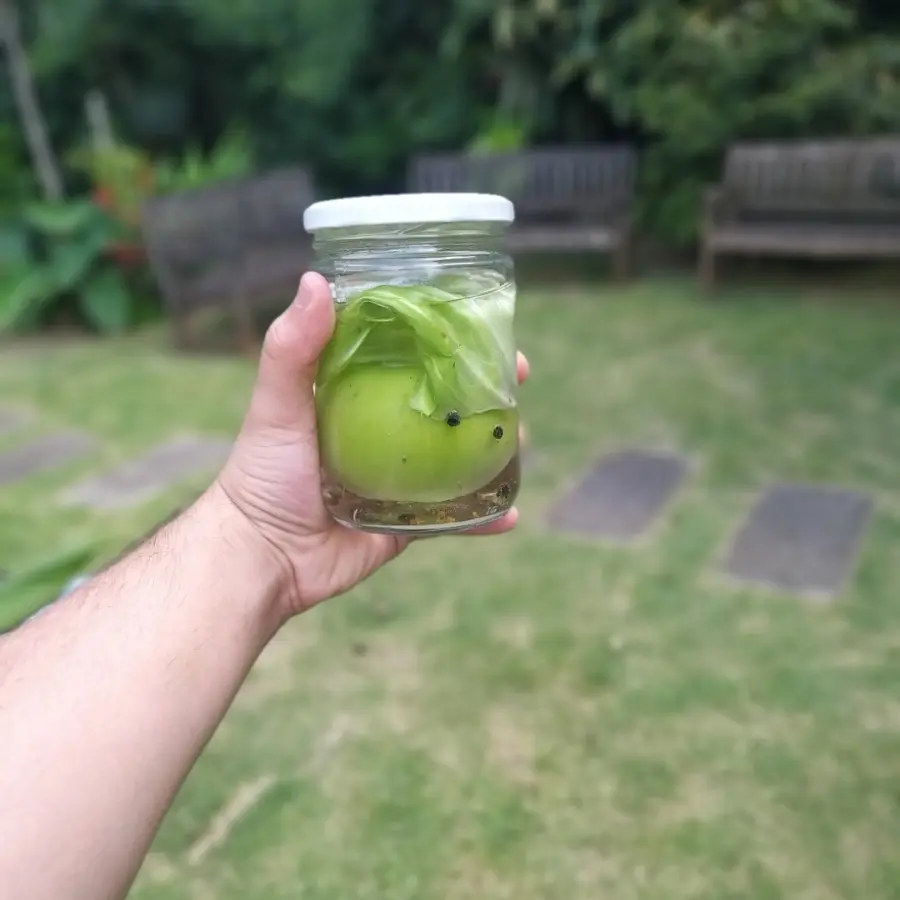 creation thumb for fermented tomato