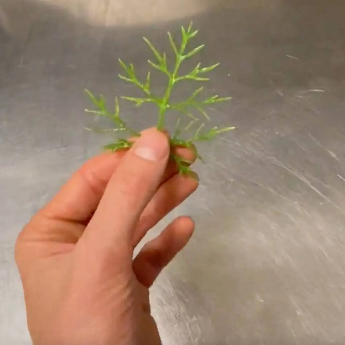 creation thumb for Tempura grün hippe 