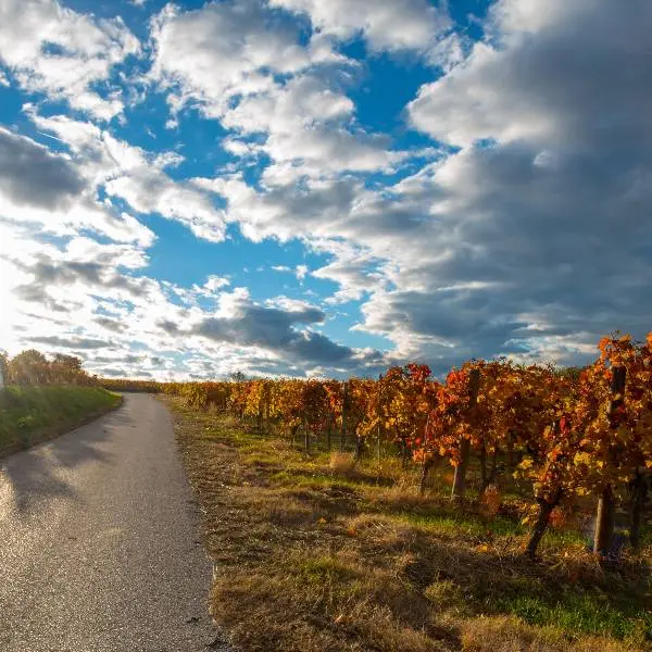 creation thumb for Da 1er Wein aus dem Mittelburgenland