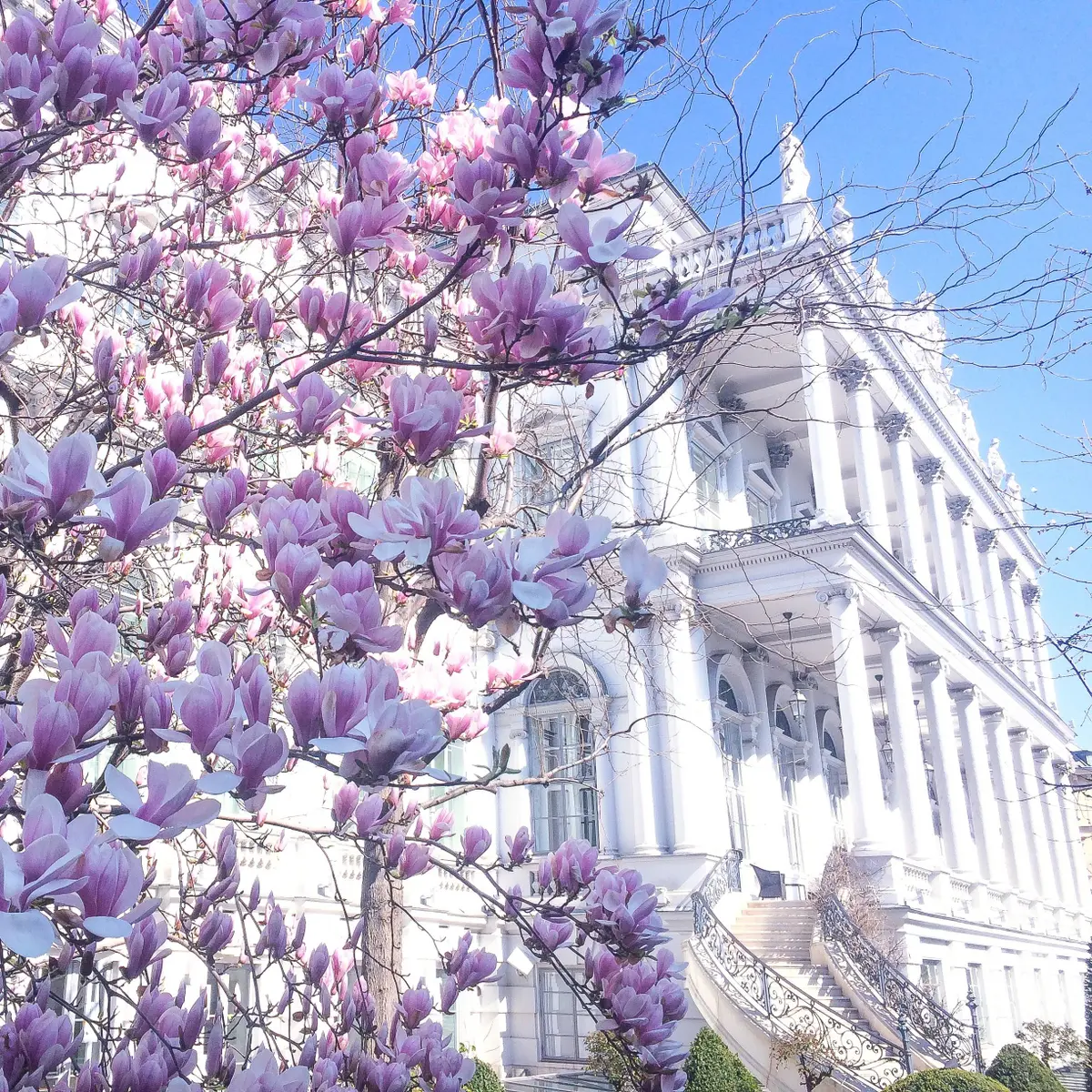 creation thumb for Magnolienzeit im Palais Coburg 🌸