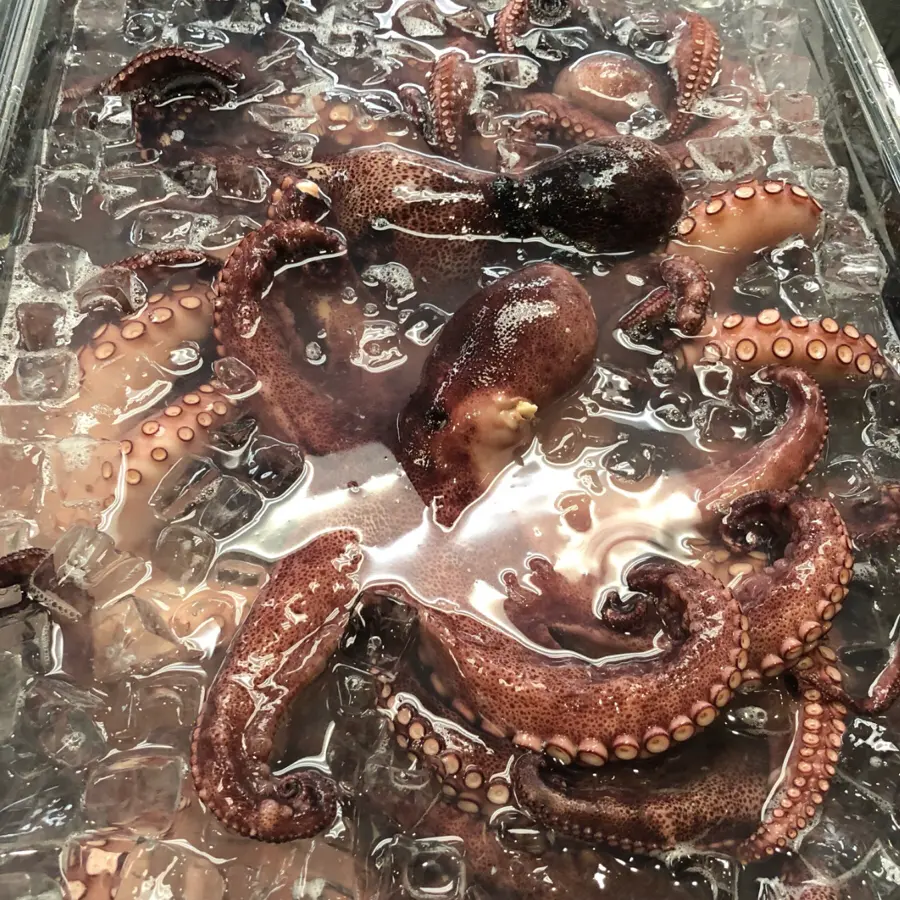 creation thumb for Good ol’ octopus