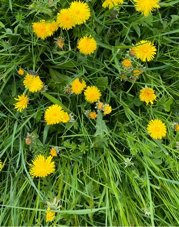 creation thumb for Dandelion Flowers Honey