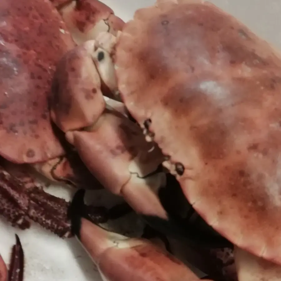 creation thumb for Pic of a Crab