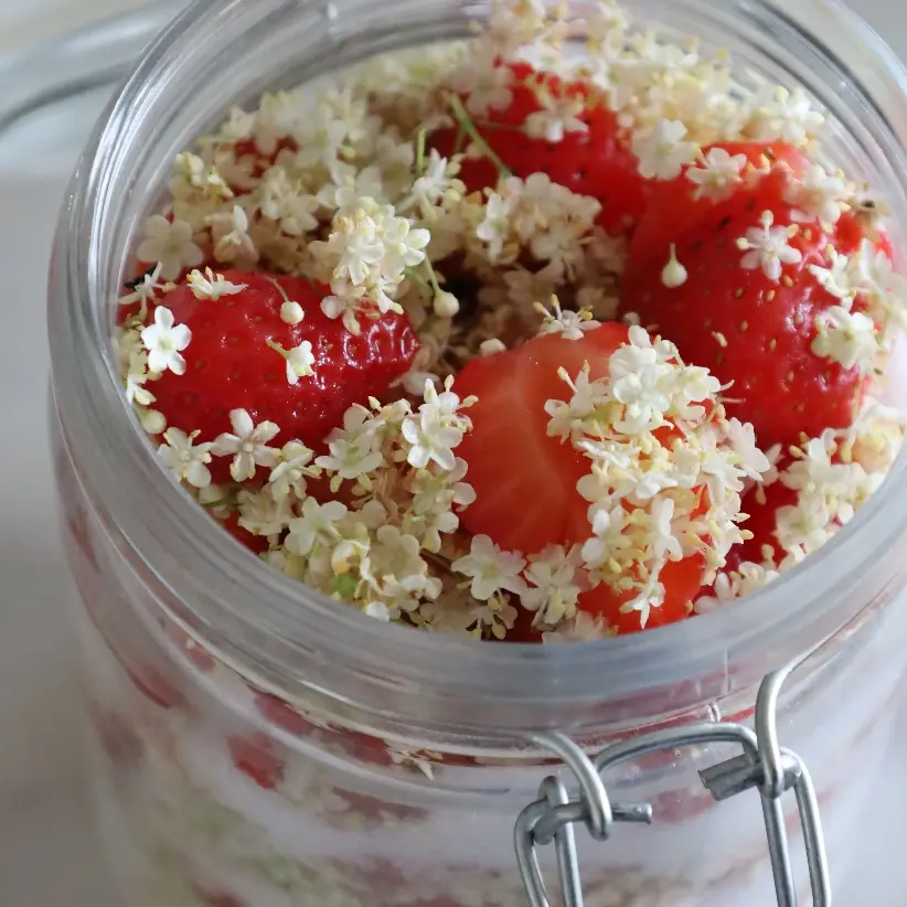 Kōso : Raw fermented Elderflower-Strawberry Syrup 🍓💮