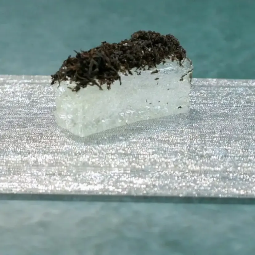creation thumb for transparent bread