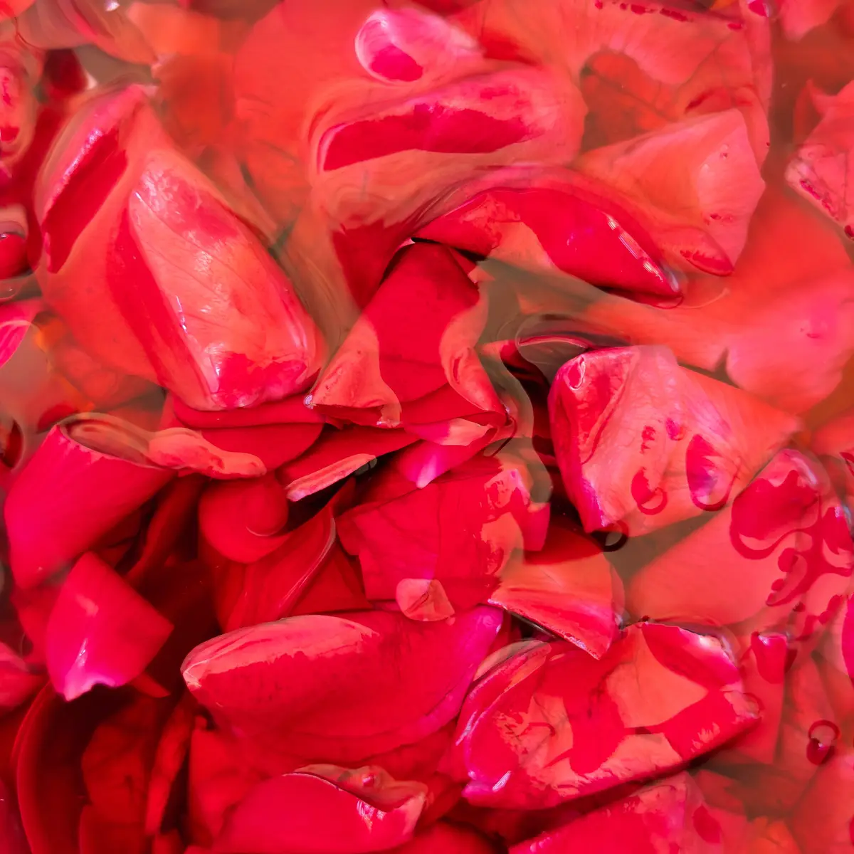 Rose infusion