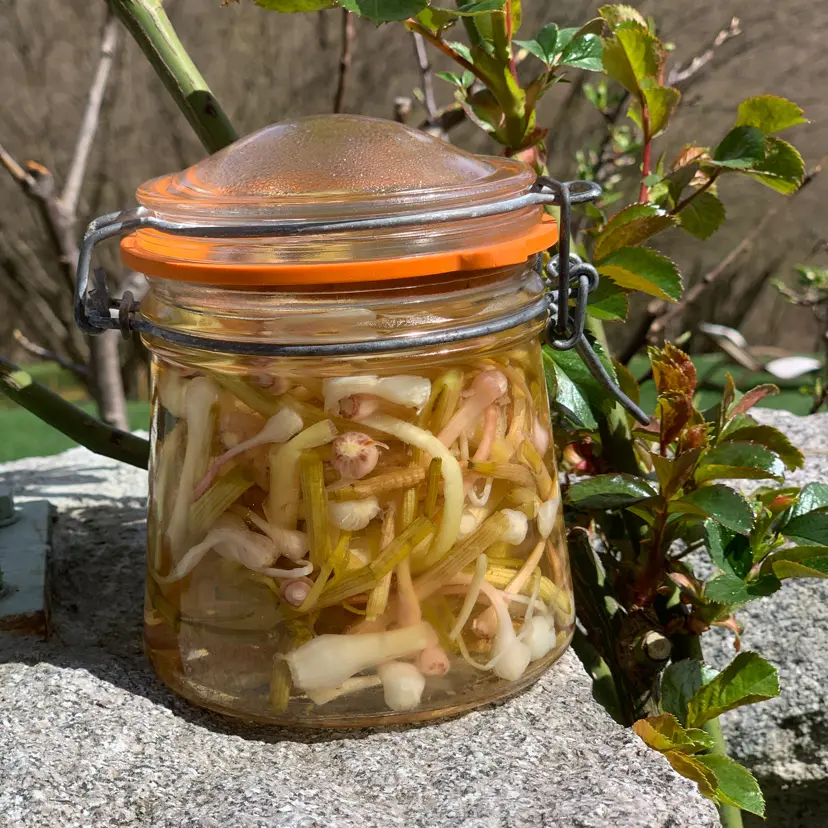 creation thumb for Preserved Crow Garlic 🧄👩‍🍳
