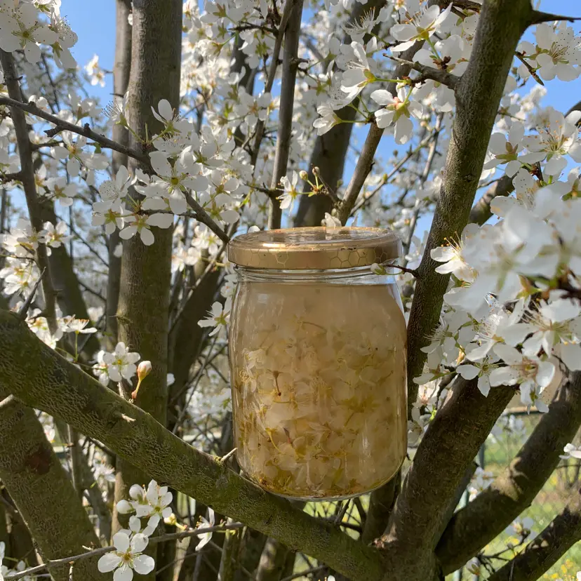 creation thumb for Blackthorn flower syrup