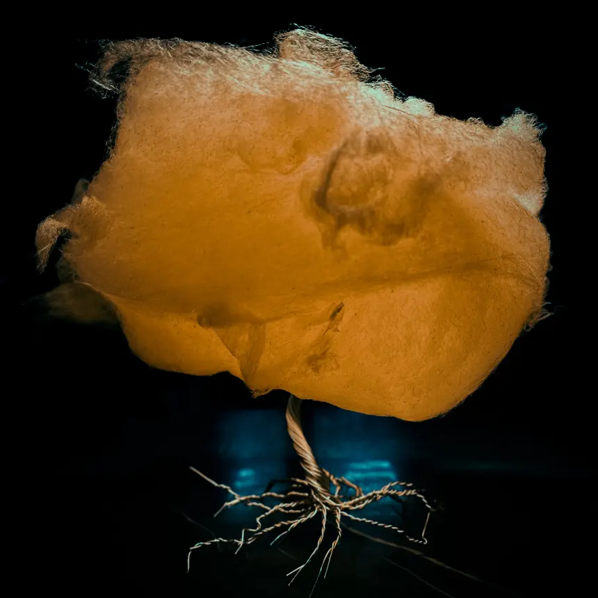Mushrooms cotton candy 