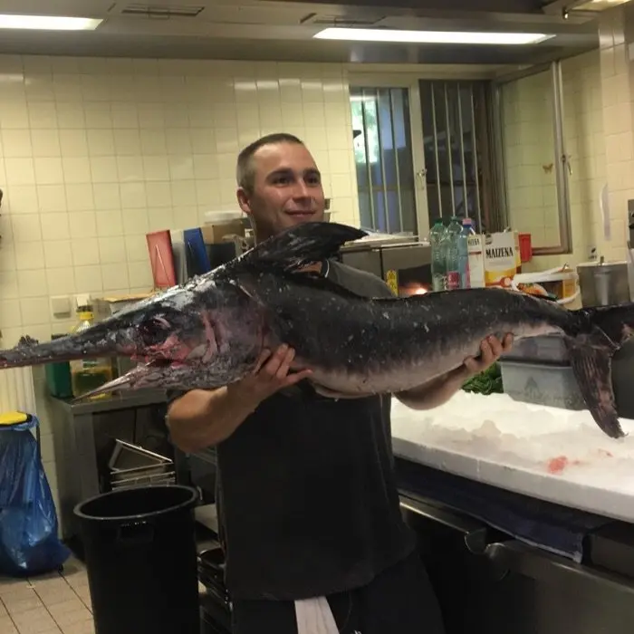 creation thumb for Schwertfisch 13,60 kg