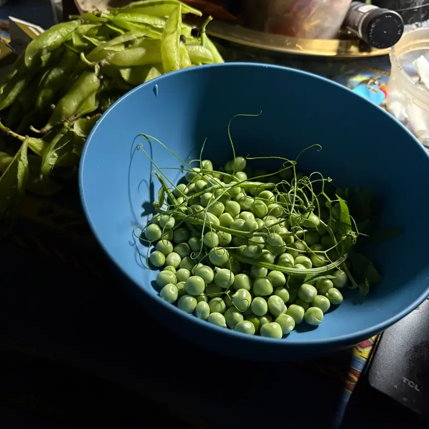 creation thumb for Pasta spezzata piselli fave Spaghetti Peas Fava Pecorino