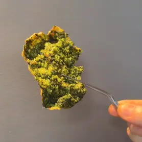 creation thumb for Plankton Crisp