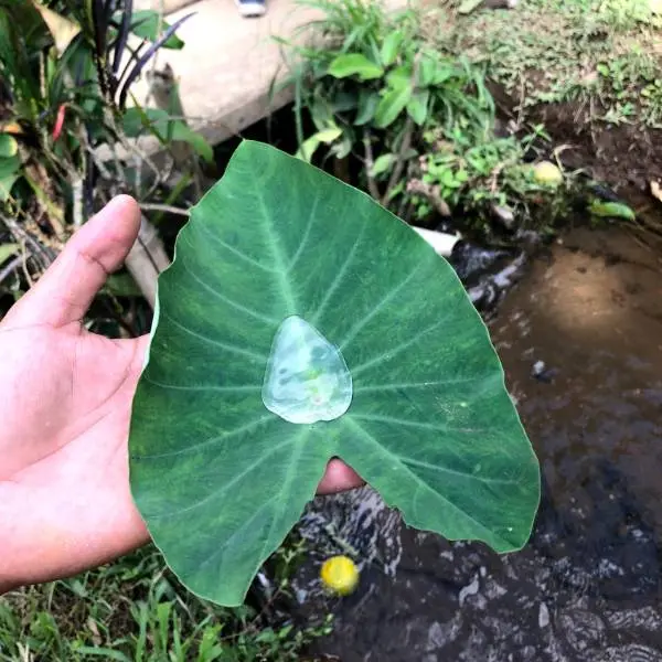 creation thumb for The most organic one-way plate
