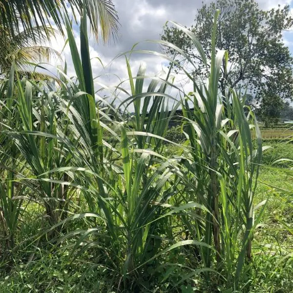 creation thumb for How to cut and grow sugarcane