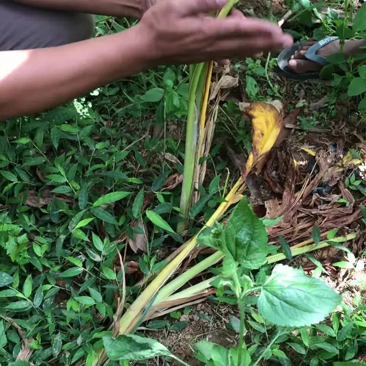 creation thumb for Harvesting turmeric