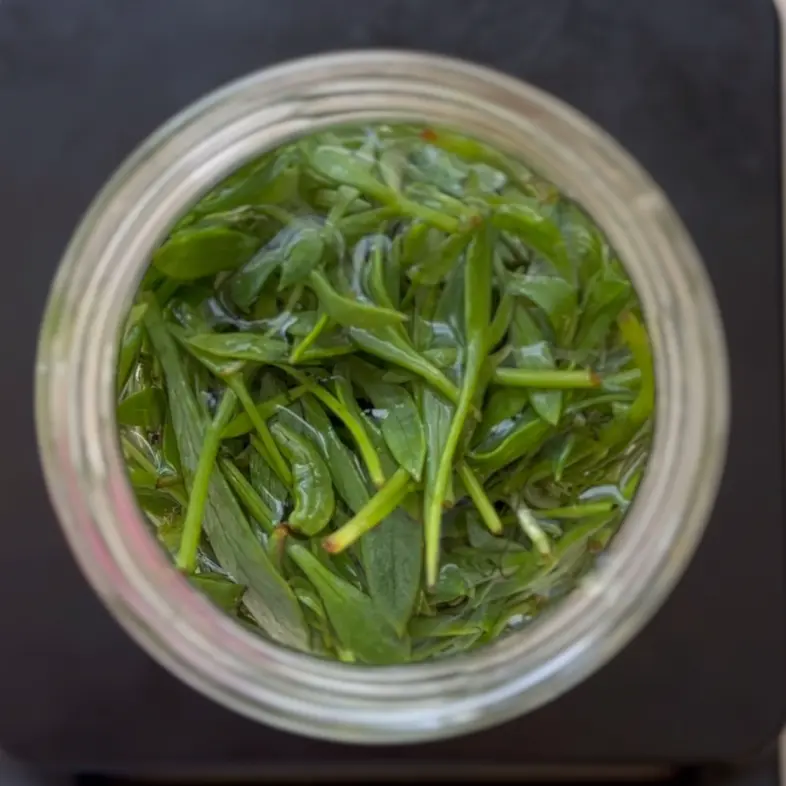 creation thumb for Lactofermented Rock Samphire