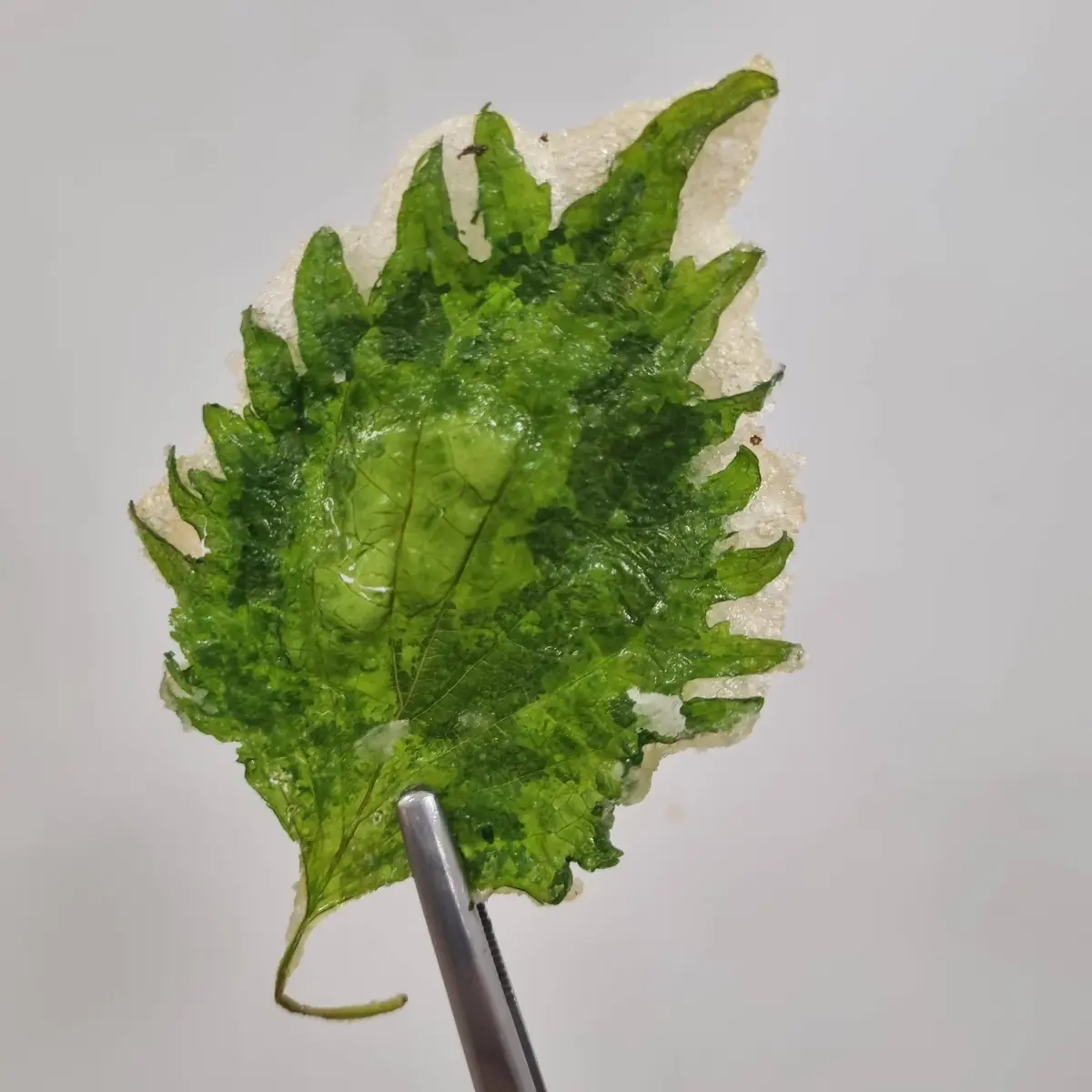 creation thumb for Crispy shiso leaves | How to make Tempura Batter with siphon
