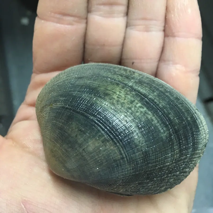 creation thumb for 200gr of clams