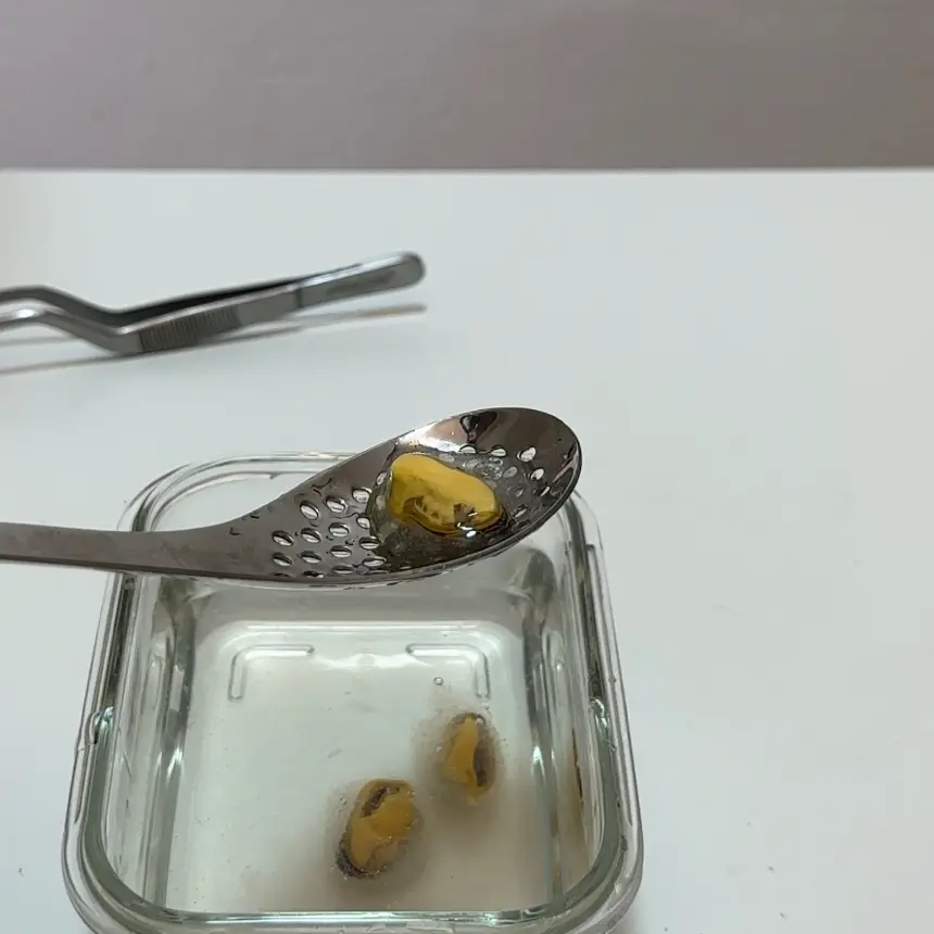 creation thumb for Mussel spheres