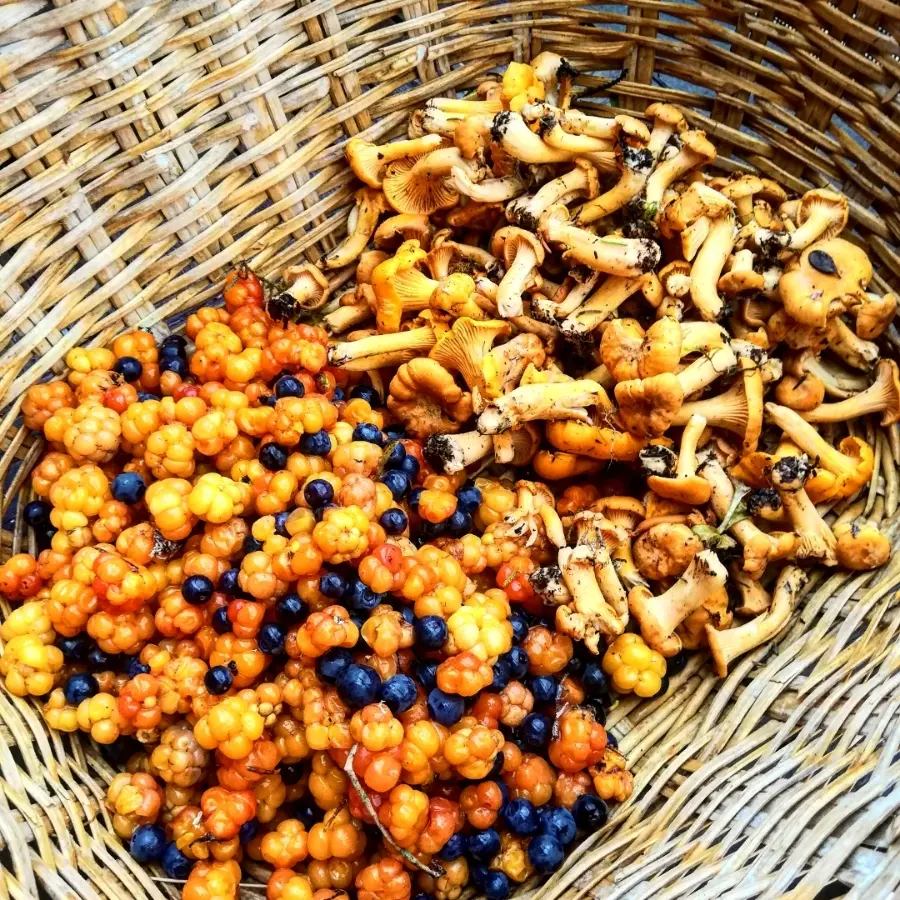 creation thumb for Chantarelles and Cloudberrys