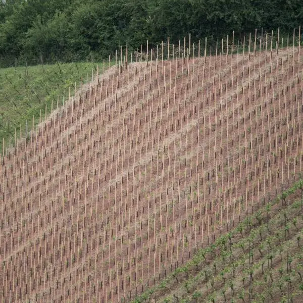 creation thumb for Das Aufleben der Einzelstockerziehung auf dem Weingut Schätzel