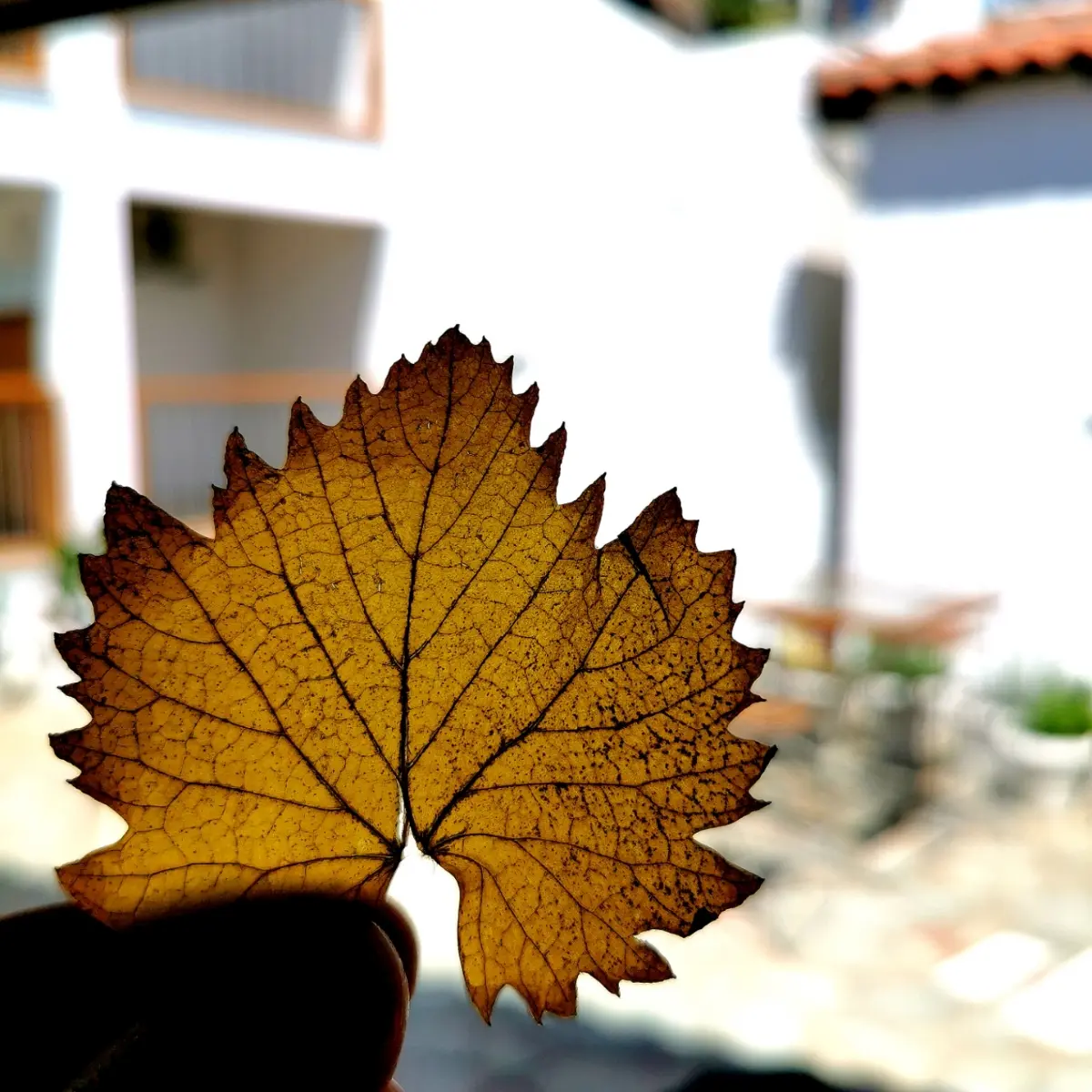 creation thumb for Chip de hoja de vid