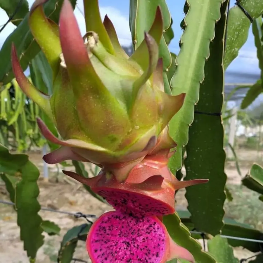 creation thumb for Hylocereus undatus