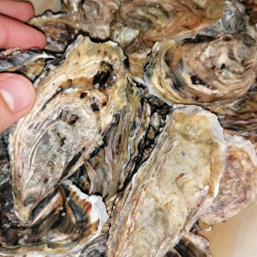 creation thumb for Oohh les huitres!! Fine de Claire oysters🦪