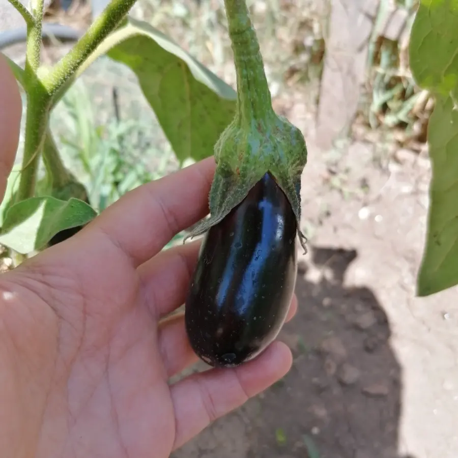 creation thumb for Organic eggplant🍆