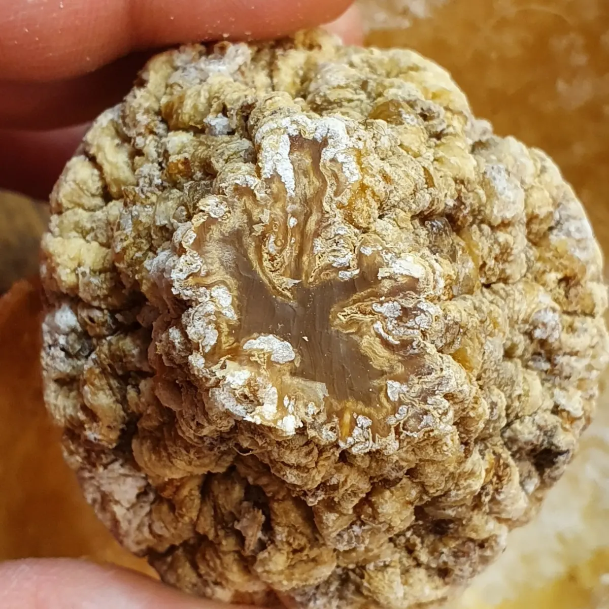 creation thumb for in a salt crust fermented celery (1year)