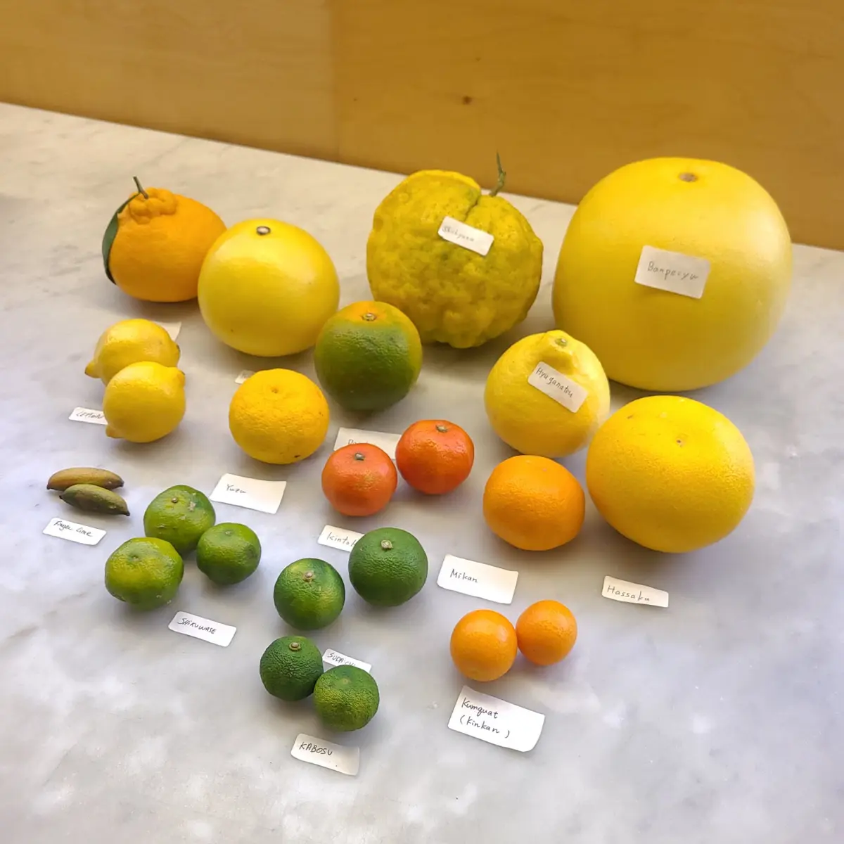 creation thumb for Japanese citrus