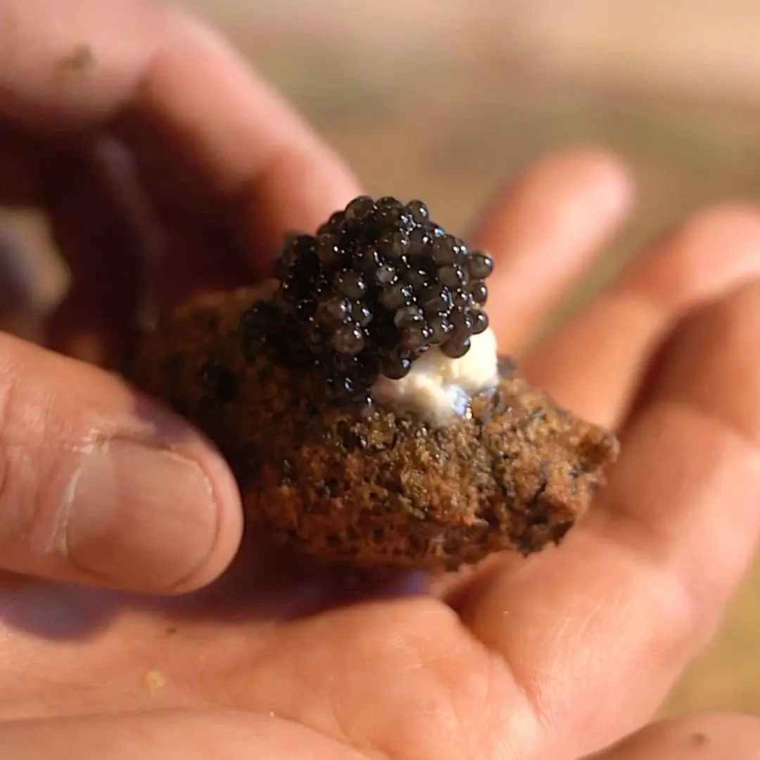 creation thumb for Beluga Lentils Falafel