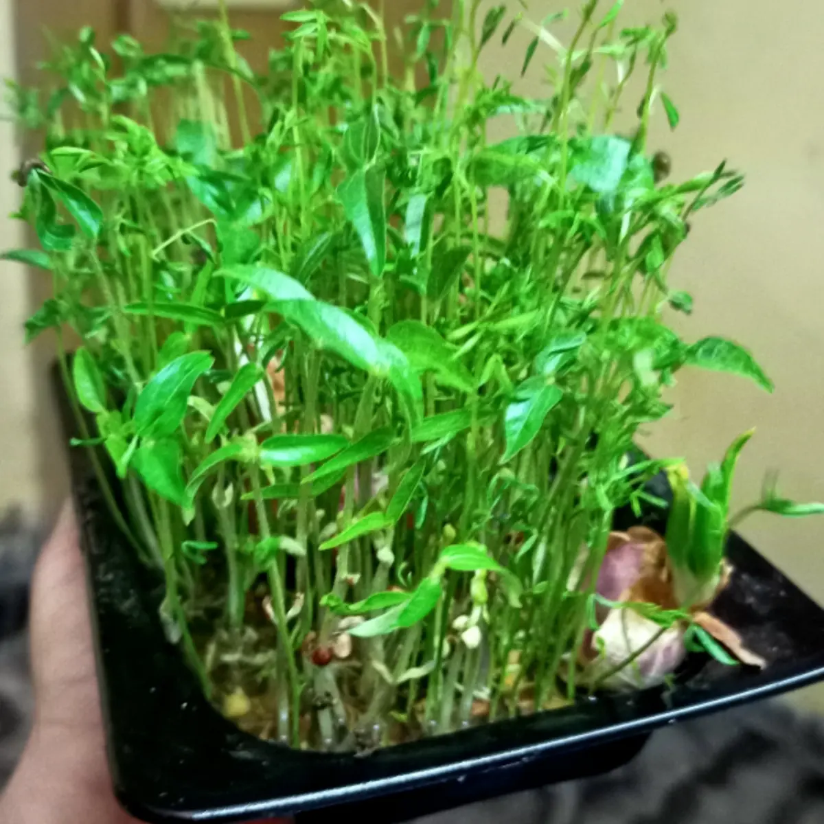 creation thumb for 🌱