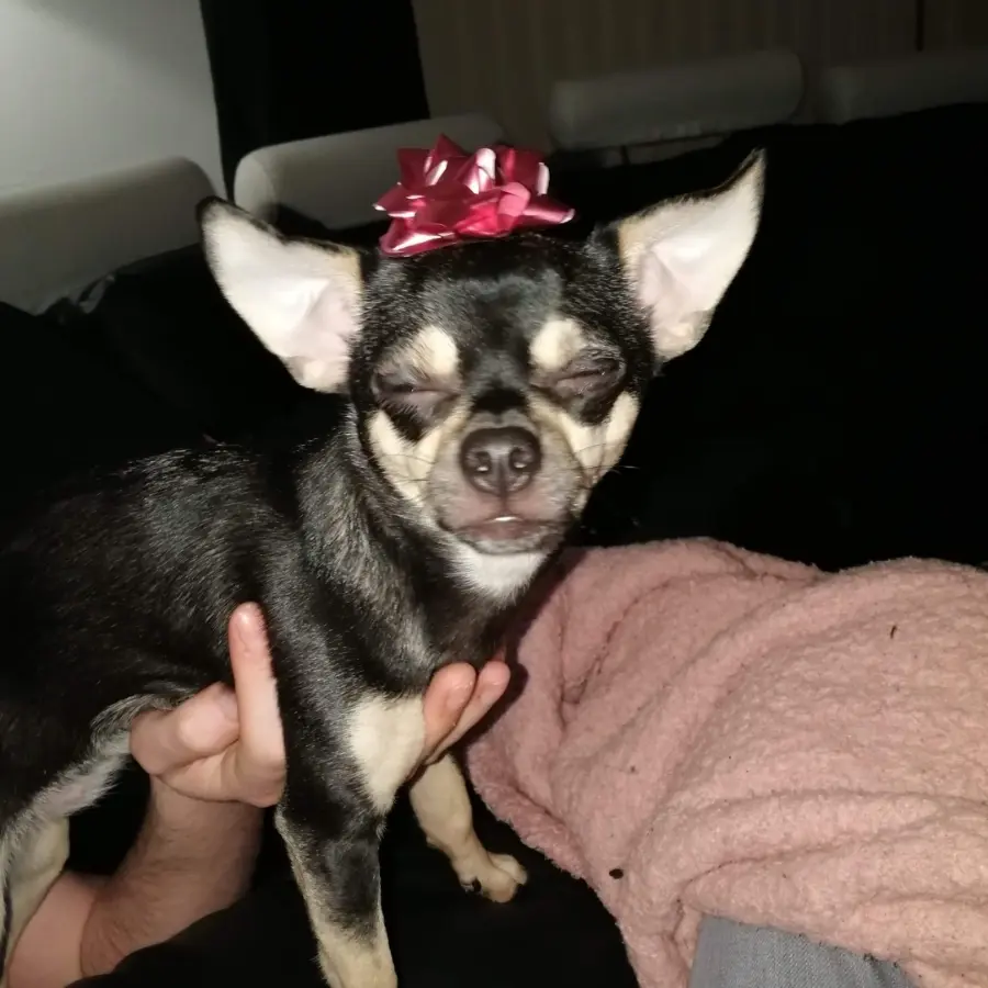 creation thumb for my dog at christmas