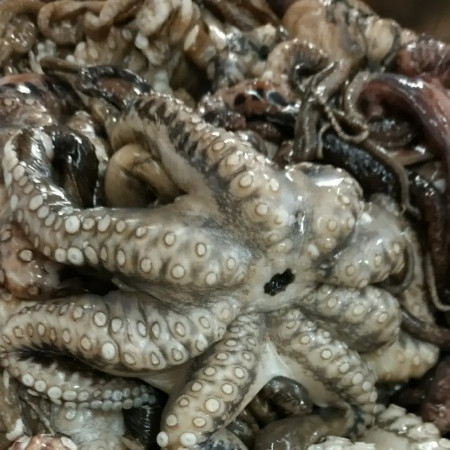 creation thumb for Octopus...