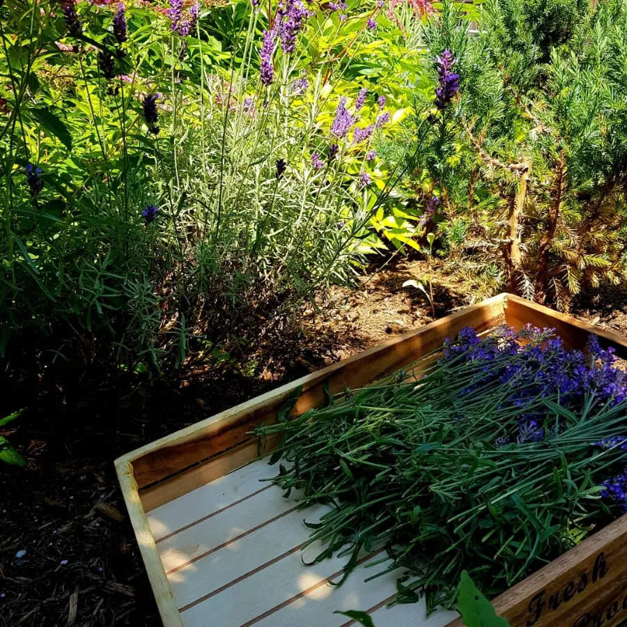 creation thumb for 🌿Frischer Lavendel aus dem Sonne-Garten🌿