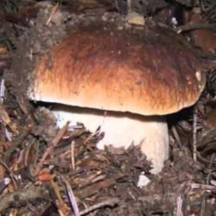 creation thumb for Tuscan mushrooms