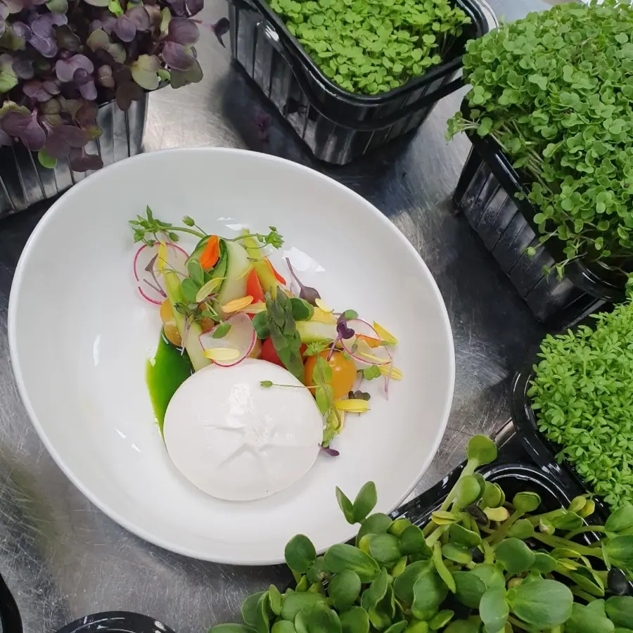 creation thumb for Salad   burata 