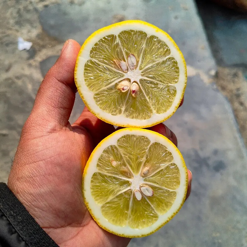 creation thumb for Galgal Limbua ( Himalayan Citron) Mead