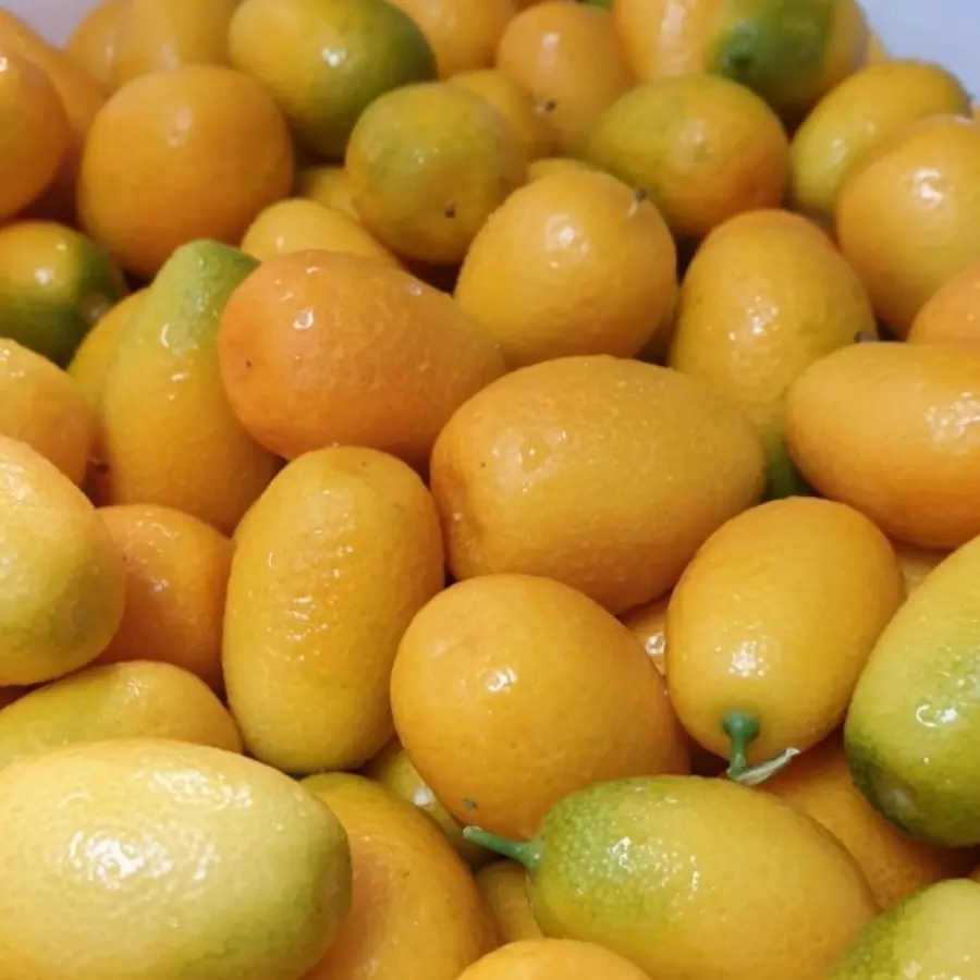 creation thumb for Kumquat from the garden !!