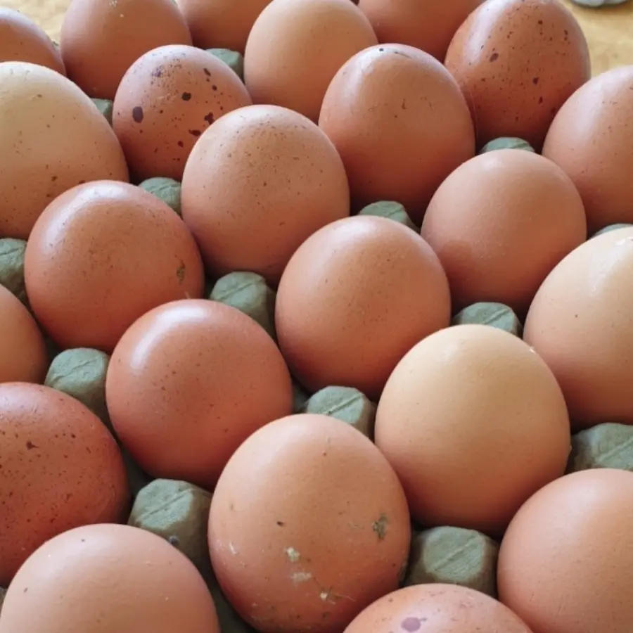 creation thumb for Fresh eggs from the garden!!