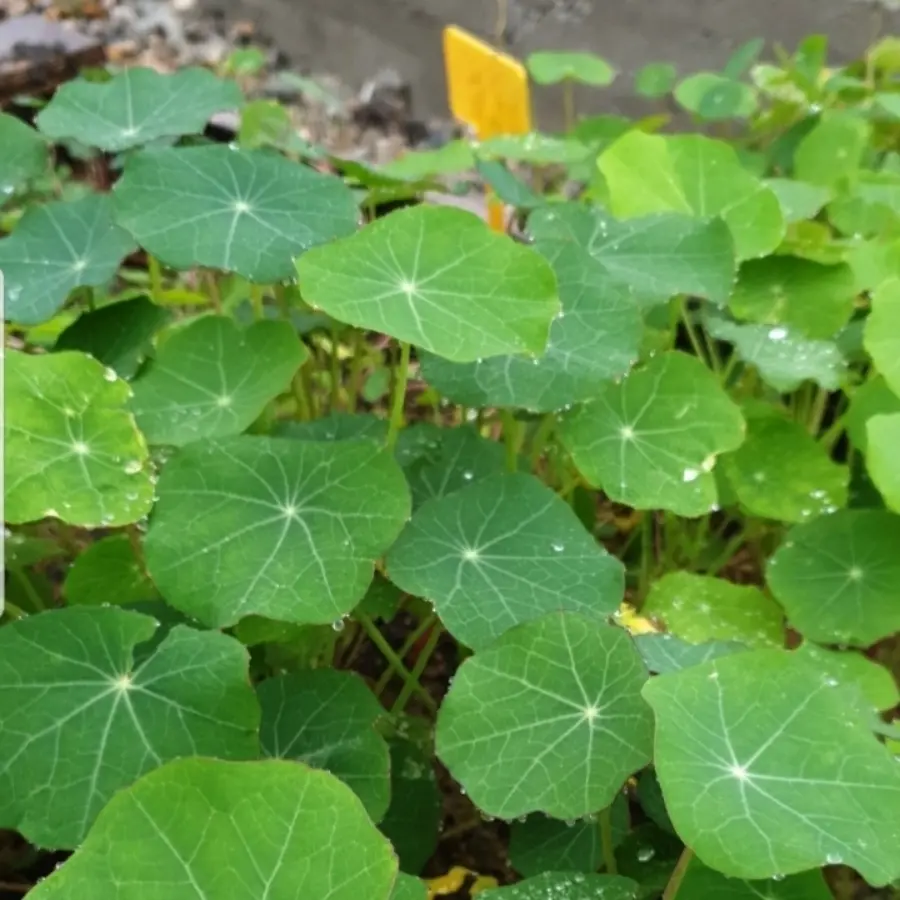 creation thumb for Nasturtiums leaves from the restaurant garden!