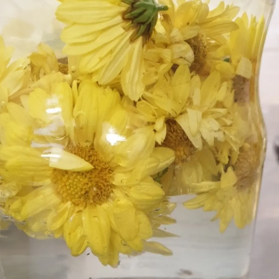 creation thumb for Topinambur flowers ready for fermentation..!!!