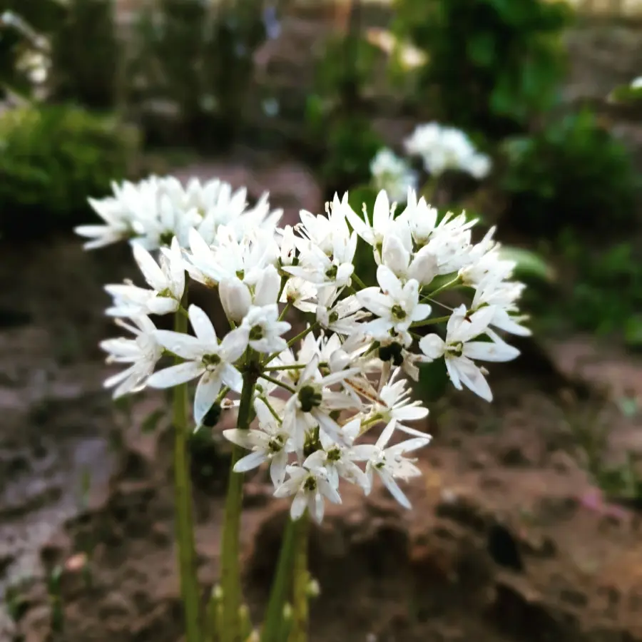 creation thumb for Wild garlic. Home made and use for garlic mayo