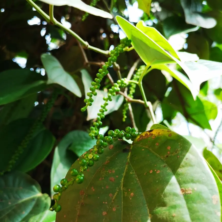 creation thumb for Sri Lanka Pepper 🌟🌟🌟