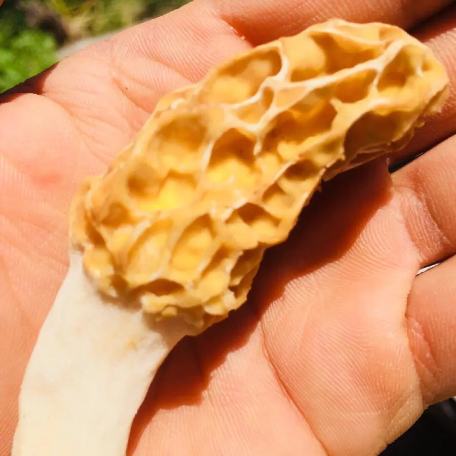 creation thumb for Season for some fresh white Morels