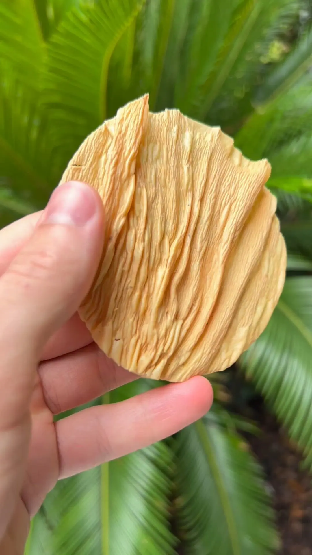 creation thumb for Parsnips chips !