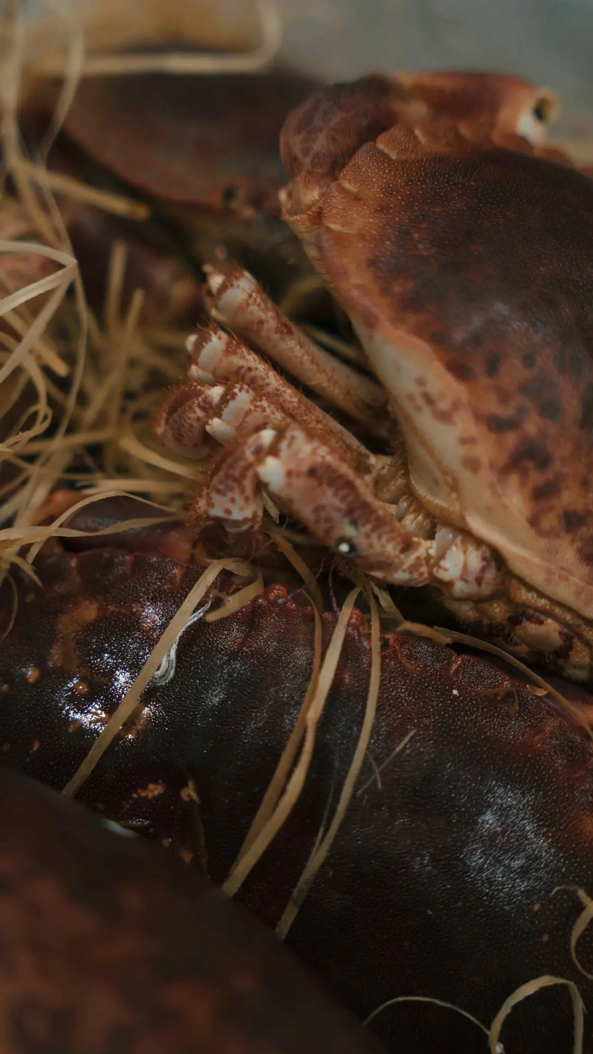 creation thumb for Crab Salad Tart